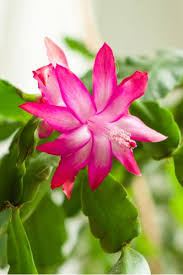 Christmas Cactus Care How To Keep Your Holiday Cactus Healthy Christmas Cactus Care Holiday Cactus Cactus Care