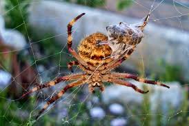 Australias Most Dangerous Spiders