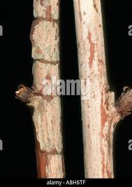 Image result for Raspberry spur blight