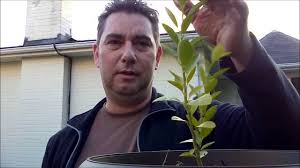 Bring the potted lime tree indoors or in a garage if temps drop to 40 degrees f. Pruning My Key Lime Tree 16 Months Old Grown From Seed Youtube
