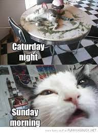 788,505 likes · 115,862 talking about this. Caturday Night Some Pets Could Be So Alike To Their Humans Funny Cat Photos Funny Dogs Funny Animals