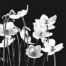 Acrylic Black And White Flower Painting Black And White Floral Acrylic Painting Tutorial By Angela Anderson On Youtube Tuesda Canvas Painting Tutorials Black Canvas Paintings Black And White Painting