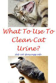 Cat Spray Remover White Vinegar Cat Spray Cat Repellant Cat Urine Smells