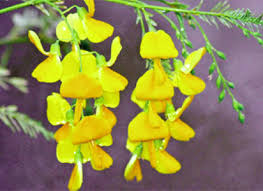 Image result for Sesbania sesban