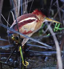 Agreement Reached in Altamont Pass to Save Birds