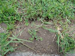 Ants are one of the world's most common insects. How To Get Rid Of Ants In The Lawn Pestxpert