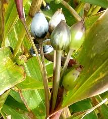 Image result for Coix lacryma-jobi