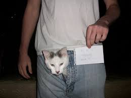 Check spelling or type a new query. Cat