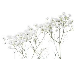 Mar 31, 2021 · springtime baby names relate to the blooming of the season, including flower names as well as names that mean green and names that mean new. Gypsophila Definition And Meaning Collins English Dictionary