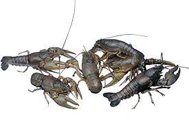 Airport and door to door shipping available now!! Live Arrival Guarantee Toledo Goldfish Live Crayfish For Ponds Aquariums Or Tanks Usa Born And Raised Aquariums Aquariums Fish Bowls Gemslearninginstitute Com