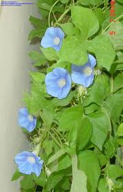 Image result for Ipomoea ephemera