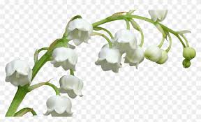 The most comprehensive image search on the web. Tubes 1er Mai Muguet Png Muguet Png Clipart 3528858 Pikpng