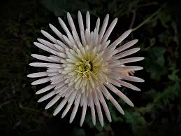 Image result for Haplocarpha scaposa