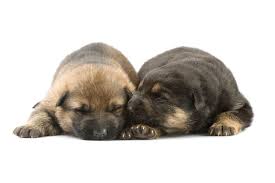 A national breed club (parent club) is a national organization that is dedicated to the preservation, protection and advancement of a dog breed. German Shepherd Newborn Puppies Tips For Proper Care Sweet Dog Life