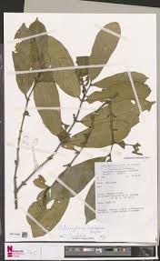 Image result for Belonophora