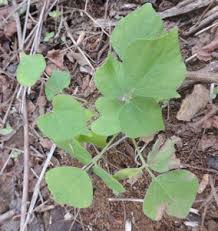 Image result for Rhynchosia divaricata