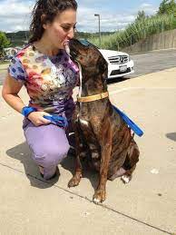 Pregnant Dog Refuses To Give Birth Then The Vet Sees Exactly Why Housediver