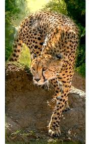 Beautiful Cheetah All Elegance And Long Legs Animals Wild Animals Beautiful Beautiful Cats Pictures