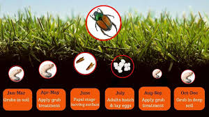 15 Ridiculously Simple Grub Treatments Kill Grubs Moles Now Diy Home Owner Hero