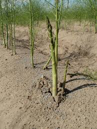 Asparagus is a nutritious vegetable you can plant once and harvest for years. Growing Asparagus In Usa Zone 3b Climate