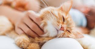 My cat purrs while eating (yes, she really likes food) and it sounds like this but with monching in it too! 5 Ways To Say I Love You To Your Cat Kristen Levine Pet Living