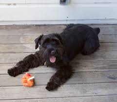 We did not find results for: I Have A Toy The Dogs Of San Francisco