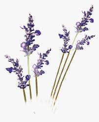 Herb lavender stock images, growing in gardens, plant portraits, combinations, potpourri, harvesting, cutting lavender plants have become more popular in home gardens over the past few years. Lavender Plant Png Transparent Png Transparent Png Image Pngitem
