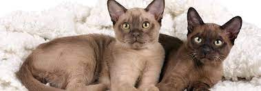 Burmese Cat Breed Facts And Personality Traits Hill S Pet