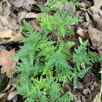 Image result for Aleuritopteris