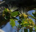 Image result for Maerua prittwitzii