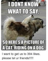 I Dont Know What To Say So Here S A Picture Of A Cat Riding On A Dog I Want To Get Us To 394 Likes Please Tel Ur Friends Meme On