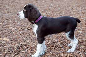 But it is better to do it when they have no bone that has to be removed. Docked Tail Originally Removed On Working Dogs To Prevent Injuries