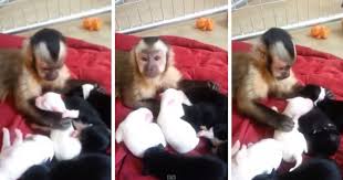 Monkey and his new best friends : Monkey Meets Puppies For The First Time Twistedsifter