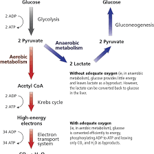Pdf] Lactic Acidosis: Clinical Implications And Management Strategies |  Semantic Scholar