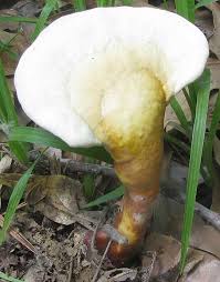 Image result for Ganoderma curtisii