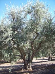 Treepicturea Jpg 2472 3296 Olive Tree Tree Olive Trees For Sale