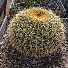 In summer, it produces large yellow flowers forming a pretty crown around the top of the plant. Agave And Cactus For Sale In The Phoenix Area Desert Horizon Nursery