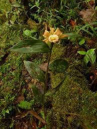 Sobralia Atropubescens Orchids Photo Plants
