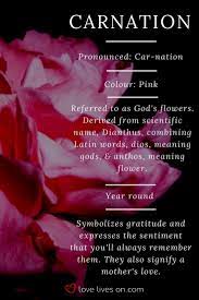 Carnation Meaning Pink Carnation Meaning Click To Learn 10 More Different Types Of Funeral Flower Meanings Carnations Carnation Flower Meaning