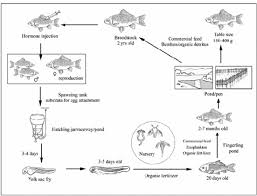 Crucian Carp For Sale - Sport & Leisure Fisheries
