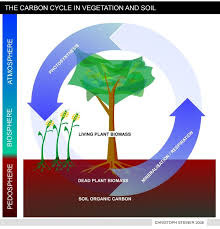 Biochar Carbon Sequestration Introduction Carbon Sequestration Carbon Cycle Photosynthesis