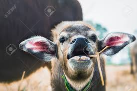 See photos, profile pictures and albums from smile buffalo. Close Up A Buffalo Calf Eating Food In The Meadow And Happy Smile Stock Photo Picture And Royalty Free Image Image 90807213