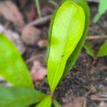 Image result for Brackenridgea