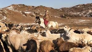 Their coats, sweaters, attires, and home assortments are manufactured from the world's most delicate cashmere fabric and are uniquely crafted to make a uniquely soft and comfy feel. Cashmere In Crisis The World S Most Luxurious Wool Is Under Threat Robb Report