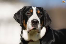 < see all greater swiss mountain dog puppies. Greater Swiss Mountain Dog Dog Breed Facts Highlights Buying Advice Pets4homes
