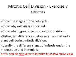 Jul 31, 2019 · there are many similarities between plant and animal cells, as well as three key differences. Ppt Mitotic Cell Division Exercise 7 Powerpoint Presentation Free Download Id 272218