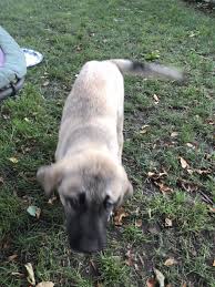 Pure bred puppies for sale from registered breeders located in australia and new zealand. Kangal Dog Puppies For Sale Glen Cove Ny 302511