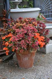 Particularly if your pots are made of a porous. Coleus And Begonias Front Porch Flower Pots Garden Containers Lawn Garden Ideas