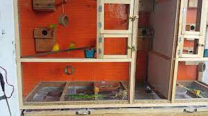 Membuat kandang burung dari barang bekas menjadi nilai jual semakin maraknya penghobi atau orang yang memelihara. Cara Membuat Kandang Koloni Lovebird Dari Kayu Membuat Itu