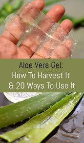 Aloe Vera Gel How To Harvest It And 20 Ways To Use It Diy Aloe Vera Gel Aloe Vera Gel Benefits Aloe Vera Plant